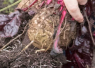 Afbeelding oogstperiode BIET, Rode Biet - Oerbiet